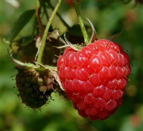 Raspberry Berry Fruit Red Close Up Sweet Macro