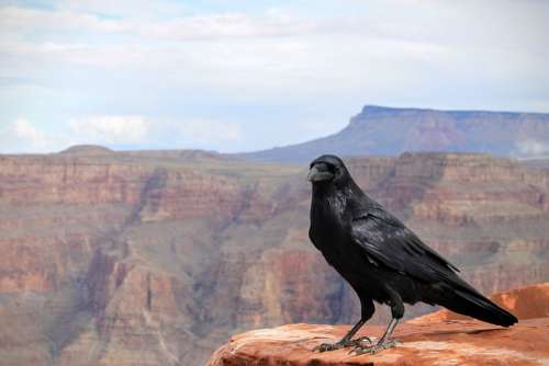Raven Crow Bird Grand Canyon National Park Black