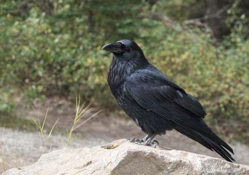 Raven Crow Bird Black Flying Raven Bird