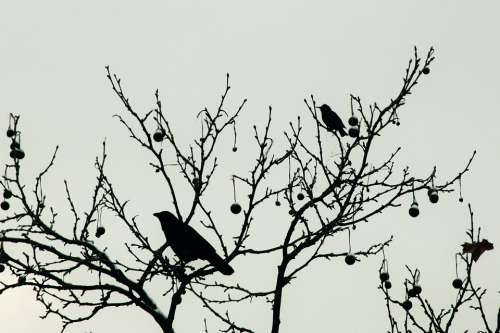 Raven Blackbird Bird Silhouette Tree Sit Crow