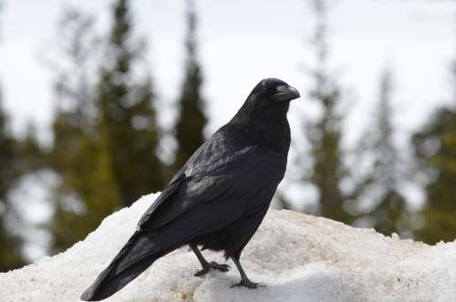 Raven Crow Bird Black Wildlife Animal Feather