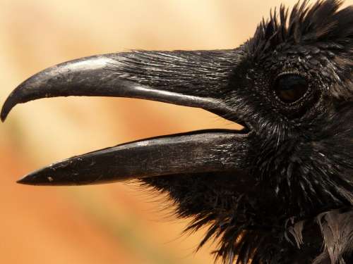 Raven Bird Bill Black Pointed Crow