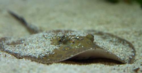 Rays Animals Underwater Meeresbewohner Nature