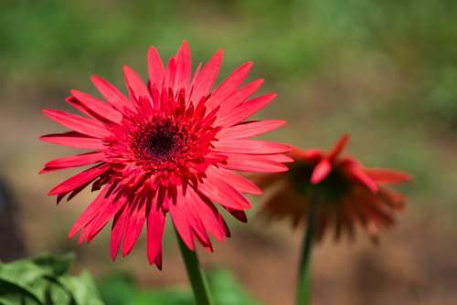 Red Daisy Flower Floral Summer Background Nature