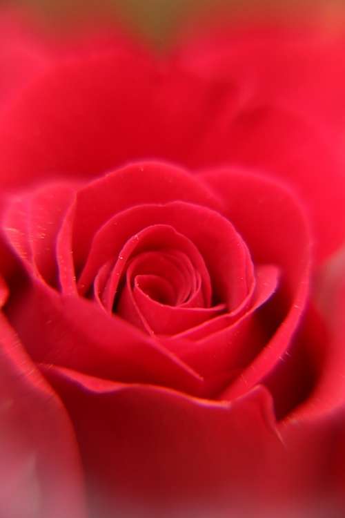 Red Rose Flower Petals Close Up Centre Bloom