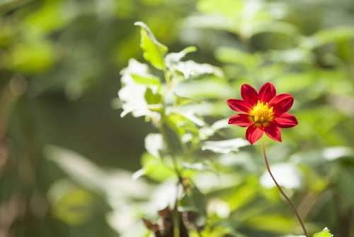 Red Flower Garden Plant Floral Nature Spring