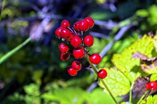 Red Baneberries Bane Berries Poisonous Plant Toxic