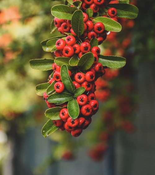 Red Berries Greenery Leaves Nature Plant
