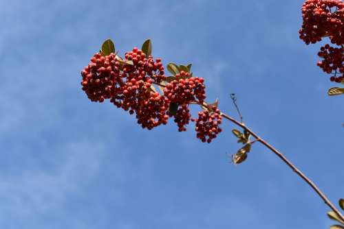 Red Berries Cotoneaster Plants Shrubs Nature