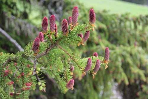 Red Cone Spruce Spruce Conifer Seeds Branch