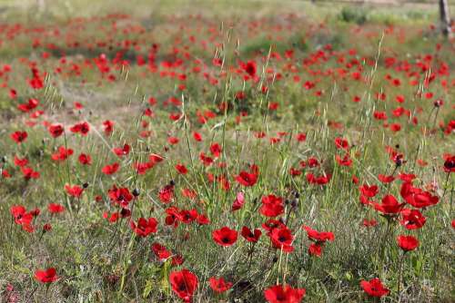 Red Flowers Nature Spring