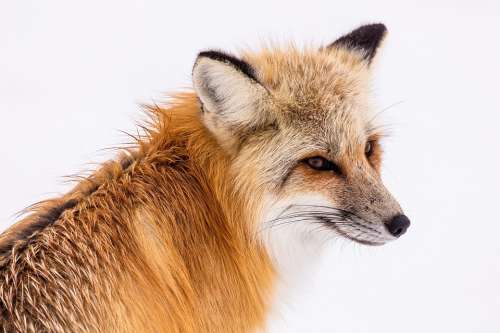 Red Fox Wildlife Portrait Nature Predator