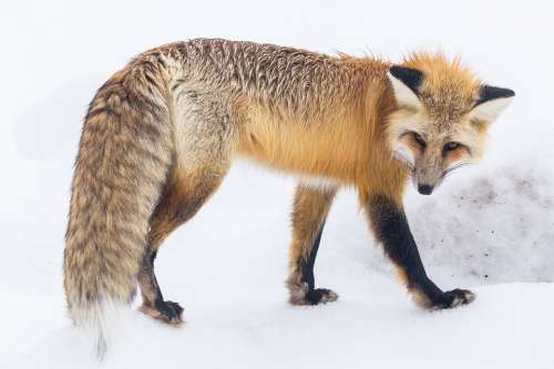 Red Fox Wildlife Snow Winter Portrait Walking