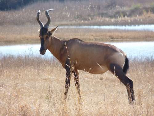 Red Hartebeest Antelope Males Mammal Horn Africa
