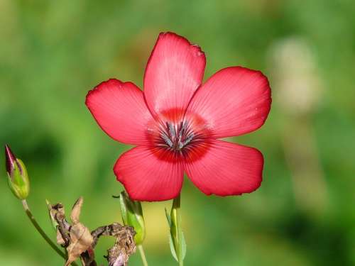 Red Lein Blossom Bloom Flower Red Translucent