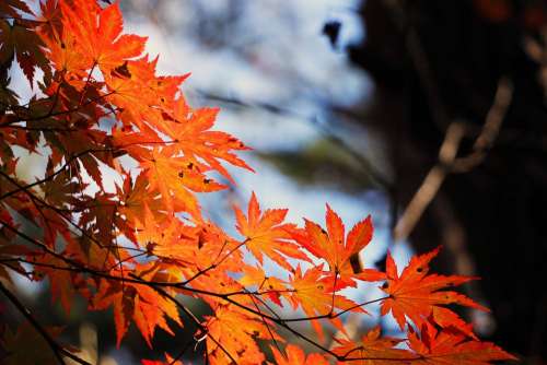 Red Maple Leaf Autumn Autumn Leaves Wood Leaves
