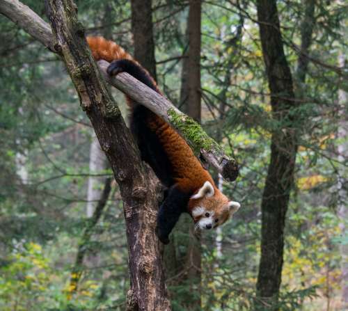 Red Panda Animal Wildlife Wild Nature Mammal