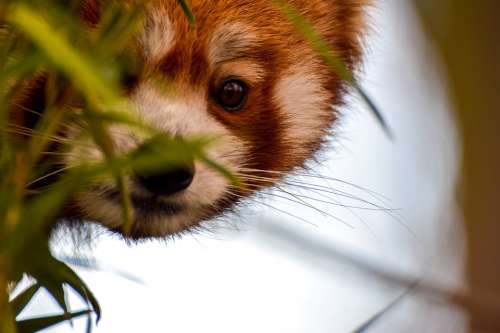 Red Panda Panda Animal Bear Bear Cat Zoo Bamboo