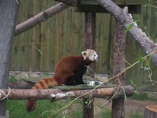 Red Panda Nyíregyháza Zoo