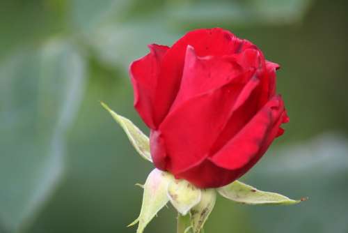 Red Rose Rose Flower Red Blossom Bloom Love