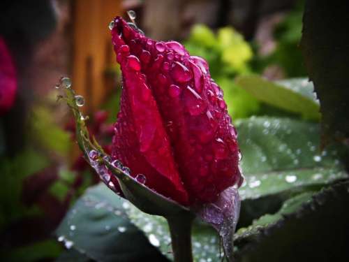 Red Rose Rain Drops Of Rain Macro Drop Of Water
