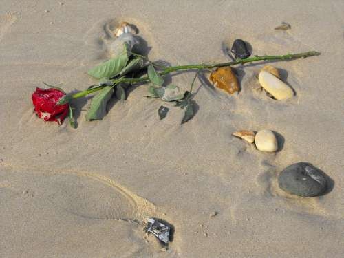 Red Rose Beach Sand Love Romantic