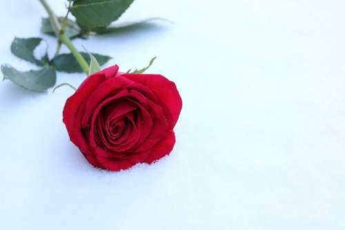 Red Rose In Snow Winter Romantic Snowflakes Frozen