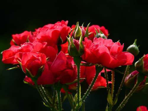 Red Roses Rose Roses Backlighting Flower Blossom