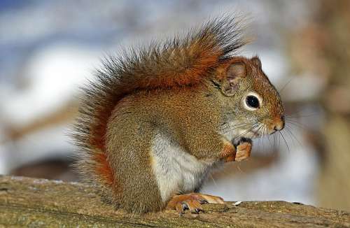 Red Squirrel Rodent Nature Wildlife Animal