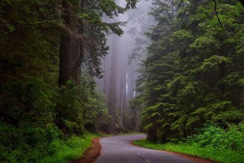 Redwood National Park California Landscape Scenic