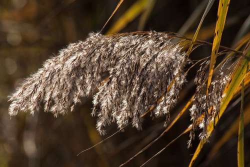 Reed Phragmites Australis Grass Poaceae Marsh Plant