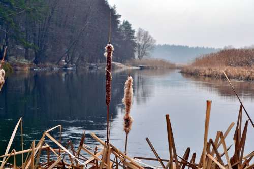 Reed River Nature Landscape Water Beach Lake