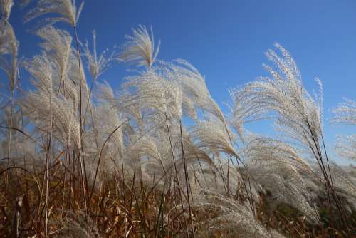 Reed Wind Nature Autumn Scenery Plants