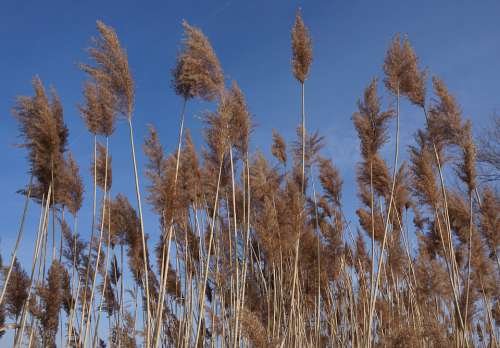 Reed Nature Sky Sky Blue Blue Blue Sky Spring