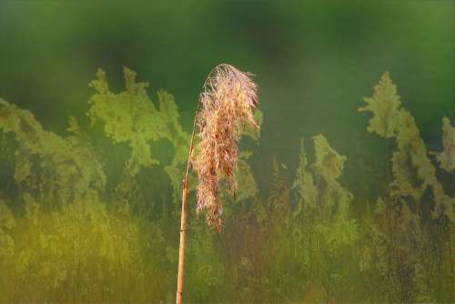 Reeds Nature Halme Plant