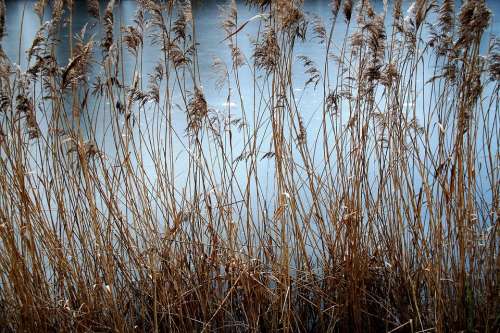 Reeds Dry Reed Water Frozen Area Ice Background