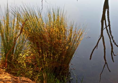 Reeds Reflection Landscape Lake Mirroring Mood