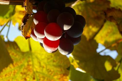 Regent Wine Vine Winegrowing
