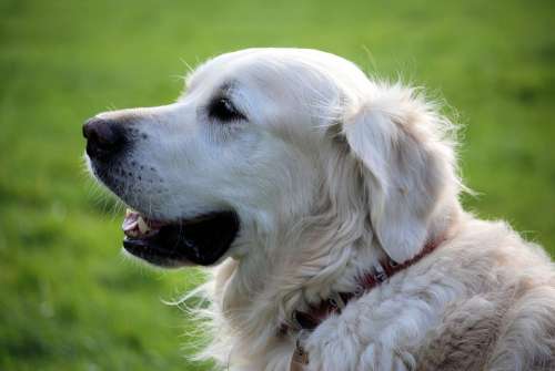 Retriever Canine Pet Animal White Dog Fur