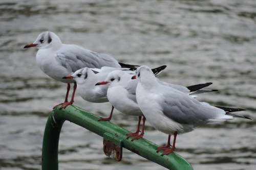 Rhine River Gull Bird