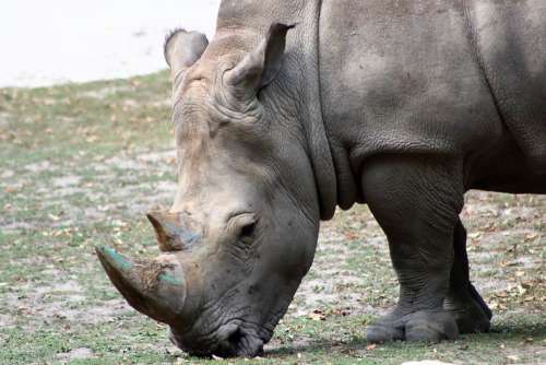 Rhino Zoo Feb Animal Wild Nature