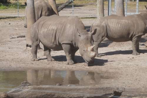Rhino Zoo Rhinoceros Animal Nature Safari