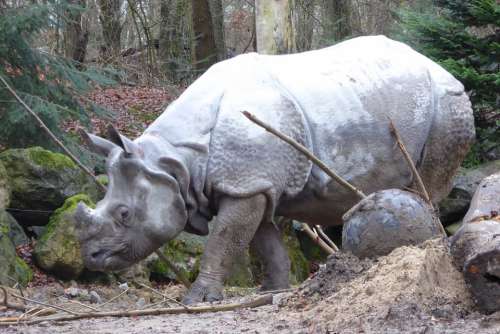 Rhino Animal Horn