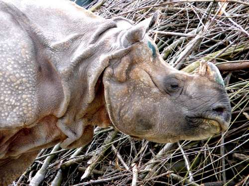 Rhino Mammal Animal Close Up
