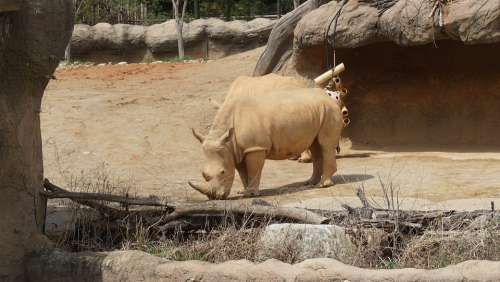 Rhinoceros Animal Zoo Mammals