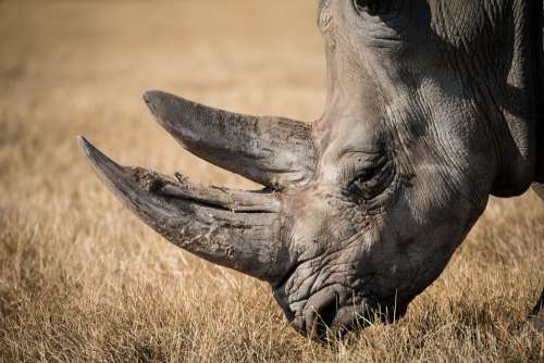 Rhinoceros Rhino Wildlife Horn Mammal Powerful