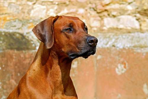 Rhodesian Ridgeback Dog Guard Dog Purebred Dog