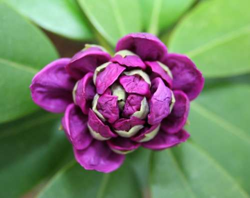 Rhododendron Flower Bud Bloom Macro Purple Plant