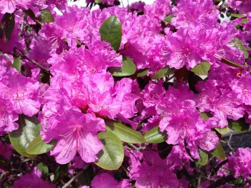 Rhododendron Flower Spring Bloom Floral Shrub