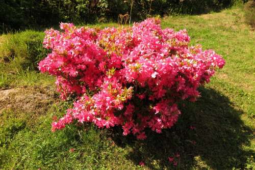 Rhododendron Pink Bush Ireland Nature Shrubs